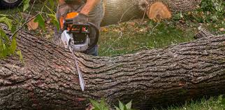 Best Fruit Tree Pruning  in Bartlett, TX