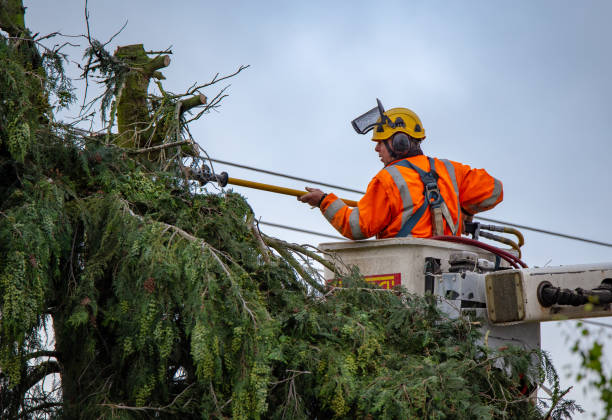 Best Tree Preservation Services  in Bartlett, TX