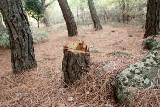 Bartlett, TX Tree Services Company