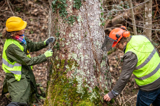 Best Storm Damage Tree Cleanup  in Bartlett, TX