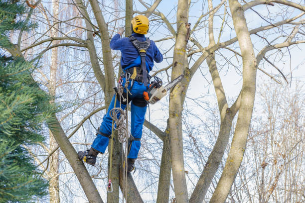 How Our Tree Care Process Works  in  Bartlett, TX