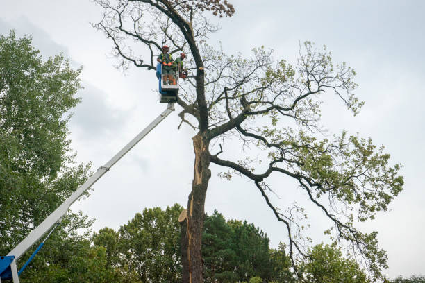 Best Tree Removal  in Bartlett, TX