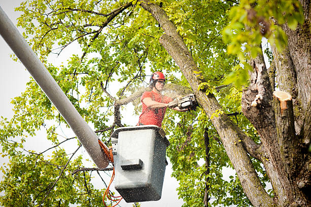 Best Hedge Trimming  in Bartlett, TX