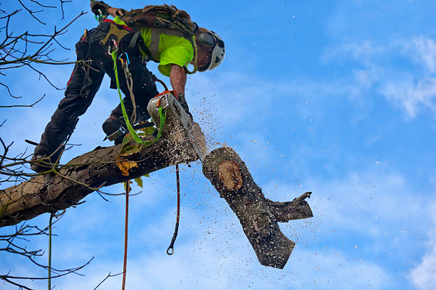 Best Stump Grinding and Removal  in Bartlett, TX