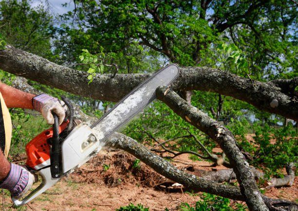 Best Lawn Mowing  in Bartlett, TX